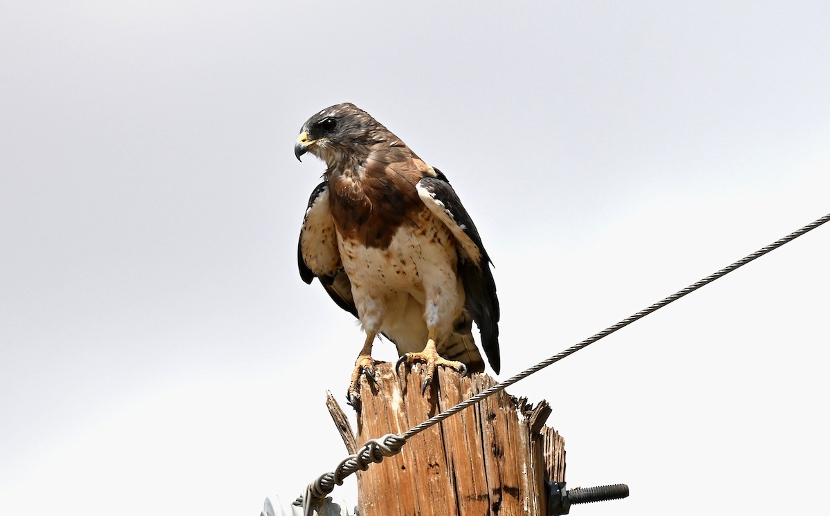 Swainson's Hawk - ML604357631