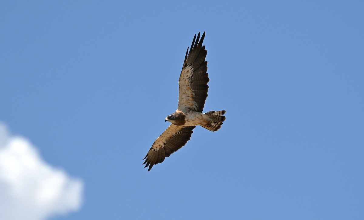 Swainson's Hawk - ML604357641