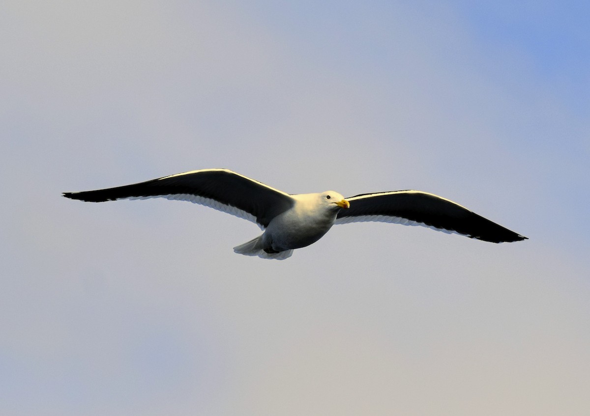 Gaviota Cocinera - ML604357801