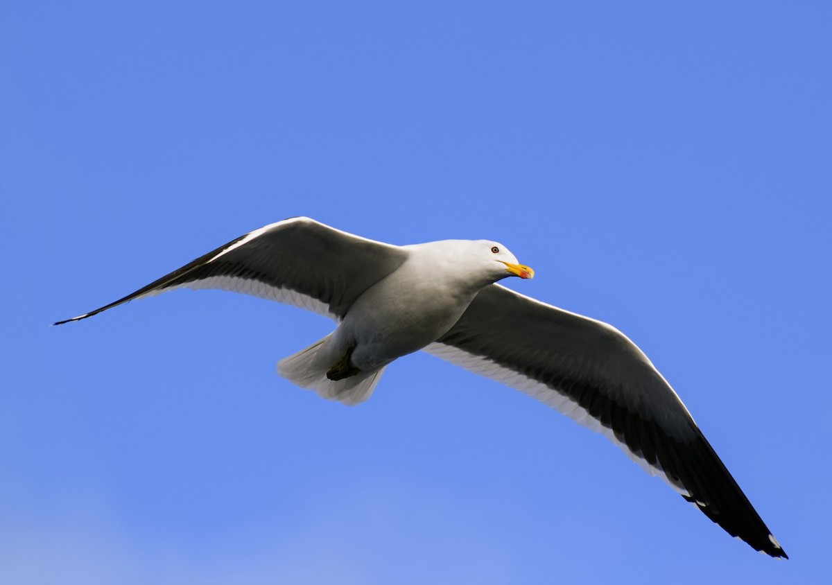 Kelp Gull - ML604357811