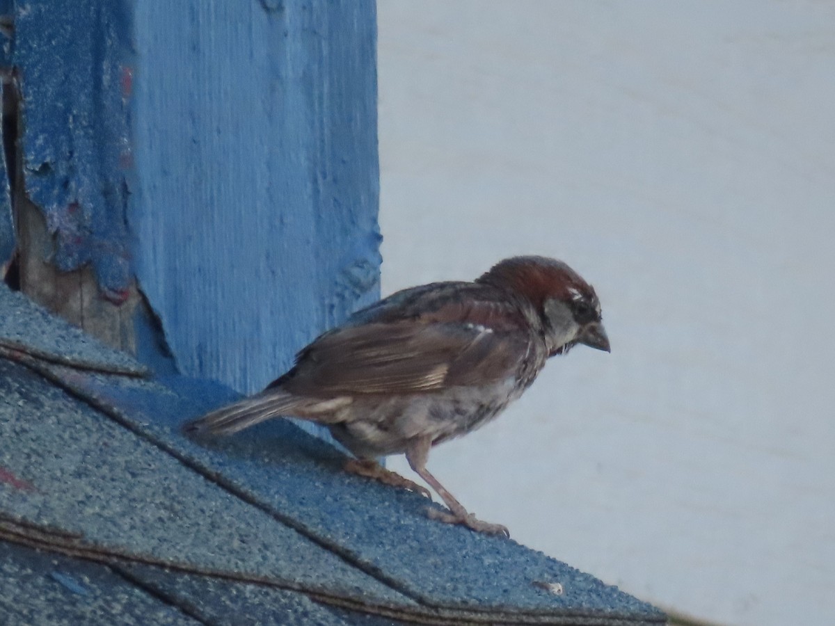 House Sparrow - ML604357851