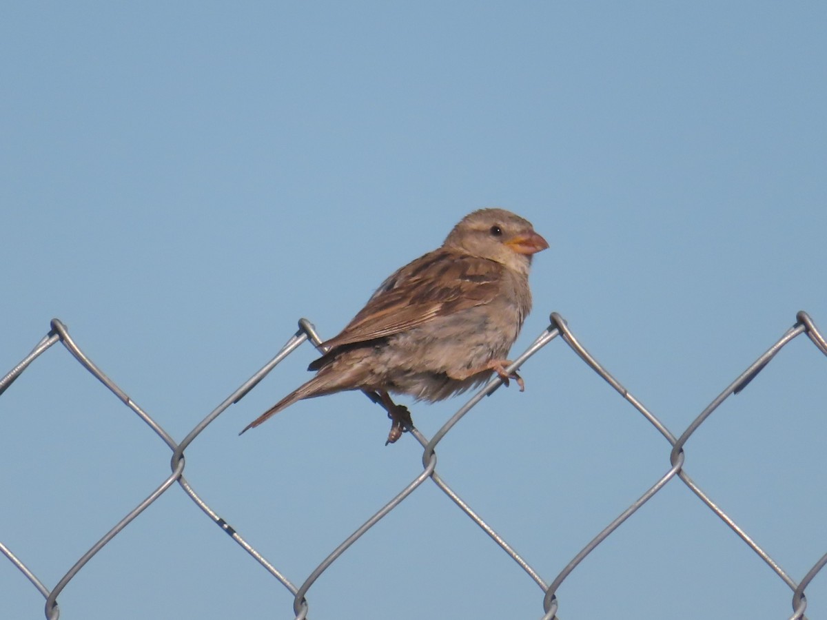 House Sparrow - ML604358101