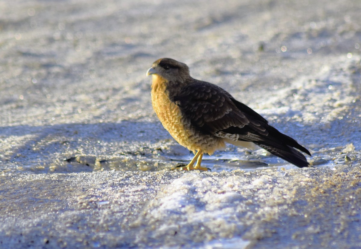 Caracara Chimango - ML604358141