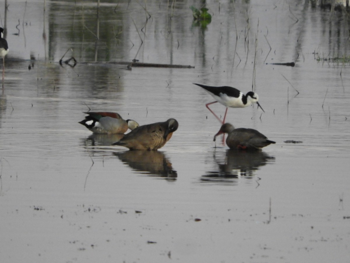 Ringed Teal - Silvia Enggist