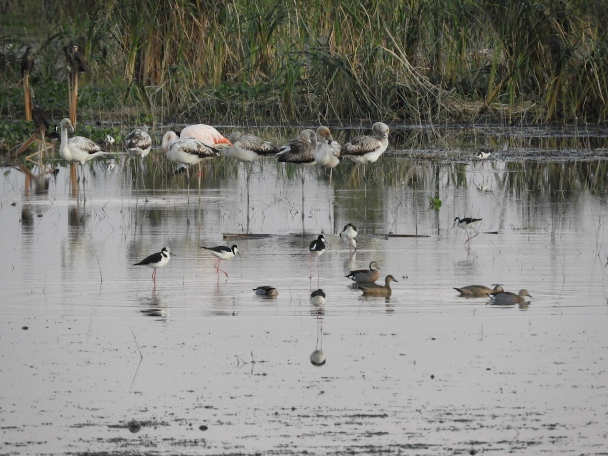 Ringed Teal - ML604358201