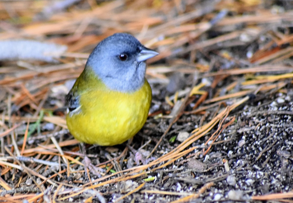 Patagonian Sierra Finch - ML604358421