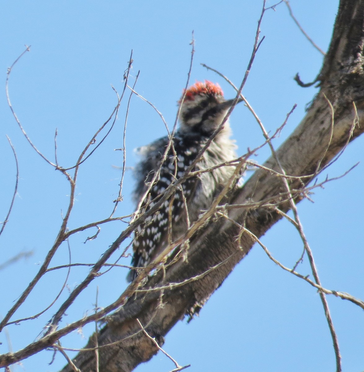 Ladder-backed Woodpecker - Merri R