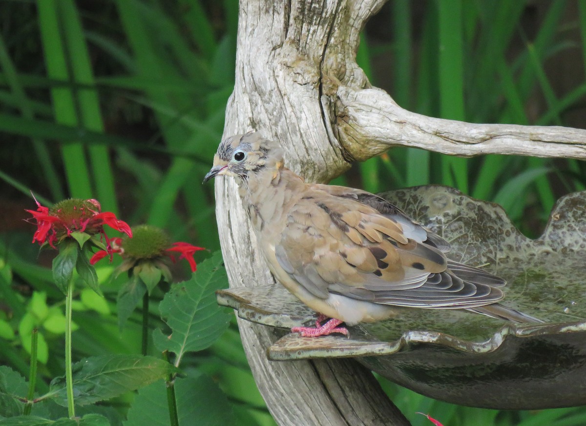 Mourning Dove - ML604360981