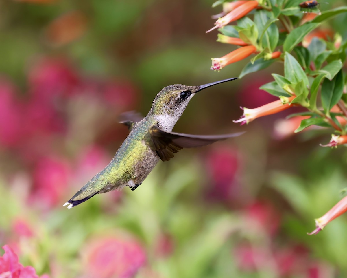 Colibri à gorge rubis - ML604361101