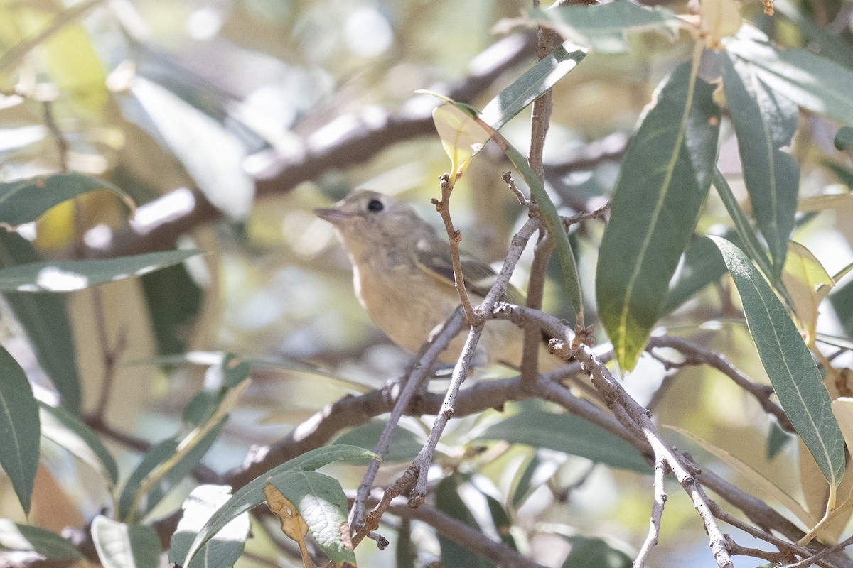 Vireo de Hutton - ML604361261