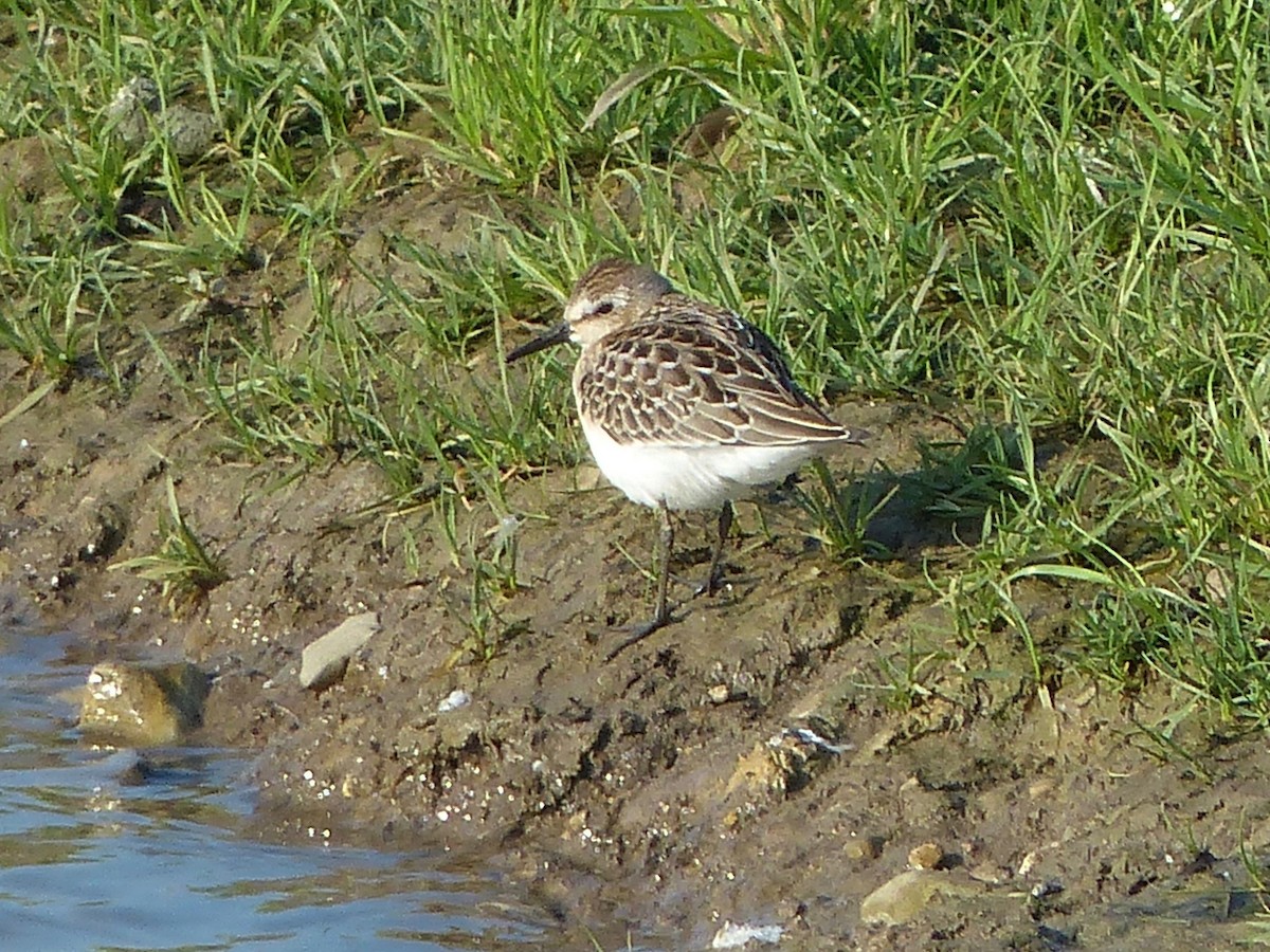 Semipalmated Sandpiper - ML604361351