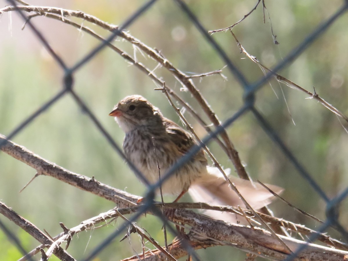 Chipping Sparrow - ML604362671