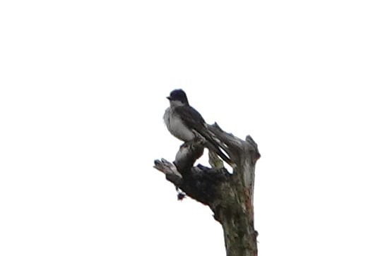 Eastern Kingbird - Patty Rose