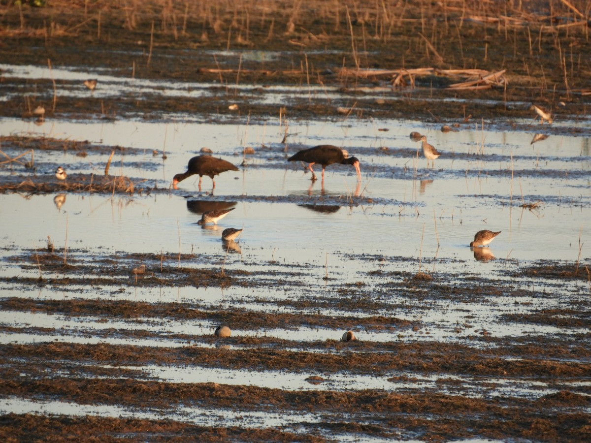 Bare-faced Ibis - Silvia Enggist