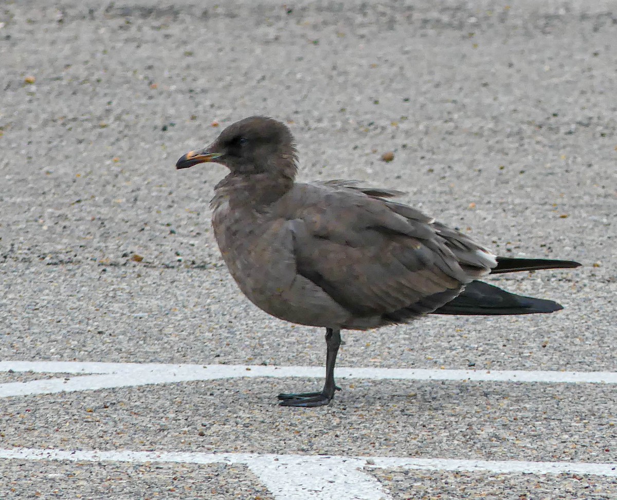 Heermann's Gull - ML604365311