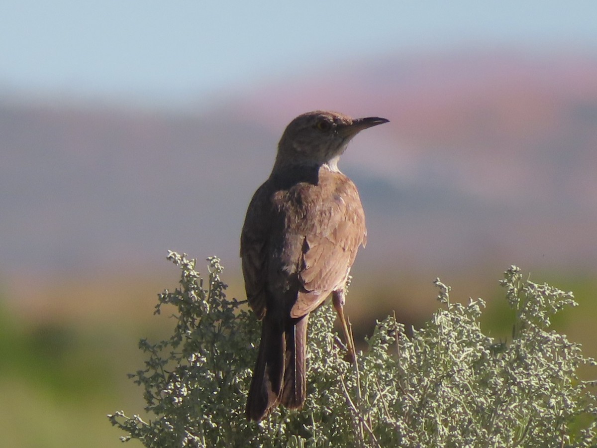 Sage Thrasher - ML604365511