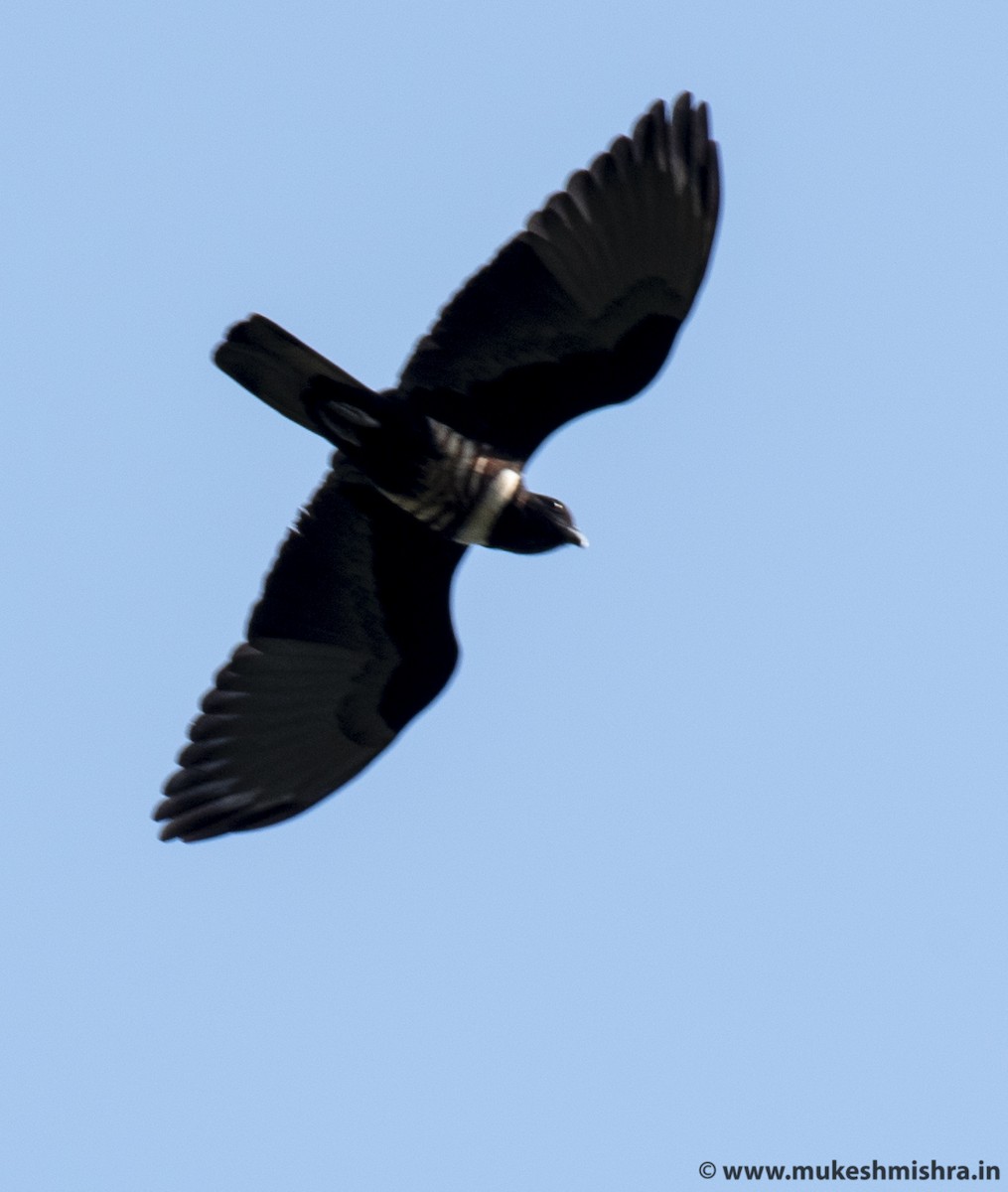 Black Baza - Mukesh Mishra