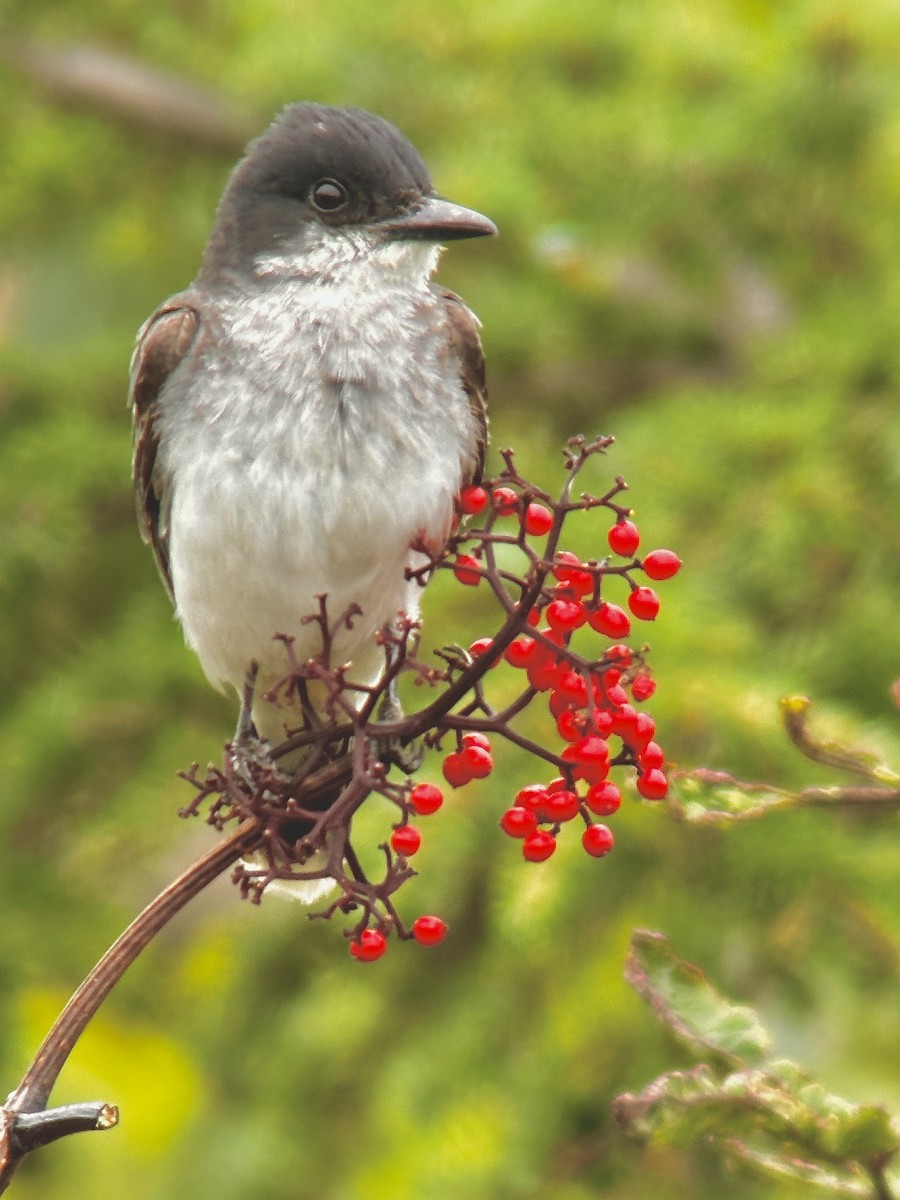 Eastern Kingbird - Detlef Buettner