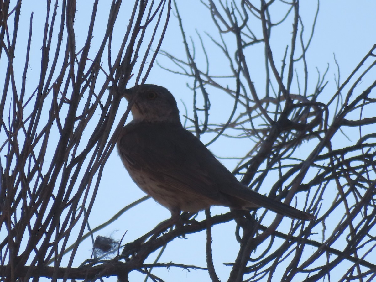 Sage Thrasher - ML604366991