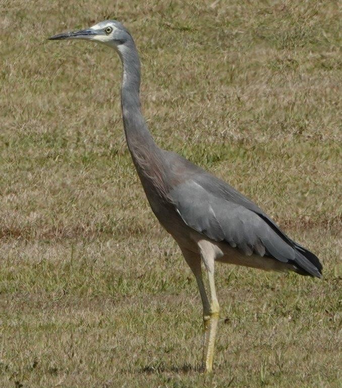 White-faced Heron - ML604367441