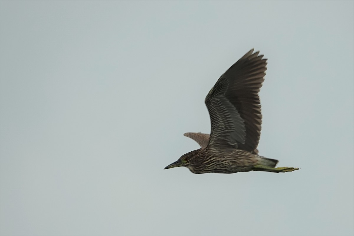 Black-crowned Night Heron - Daniel Néron