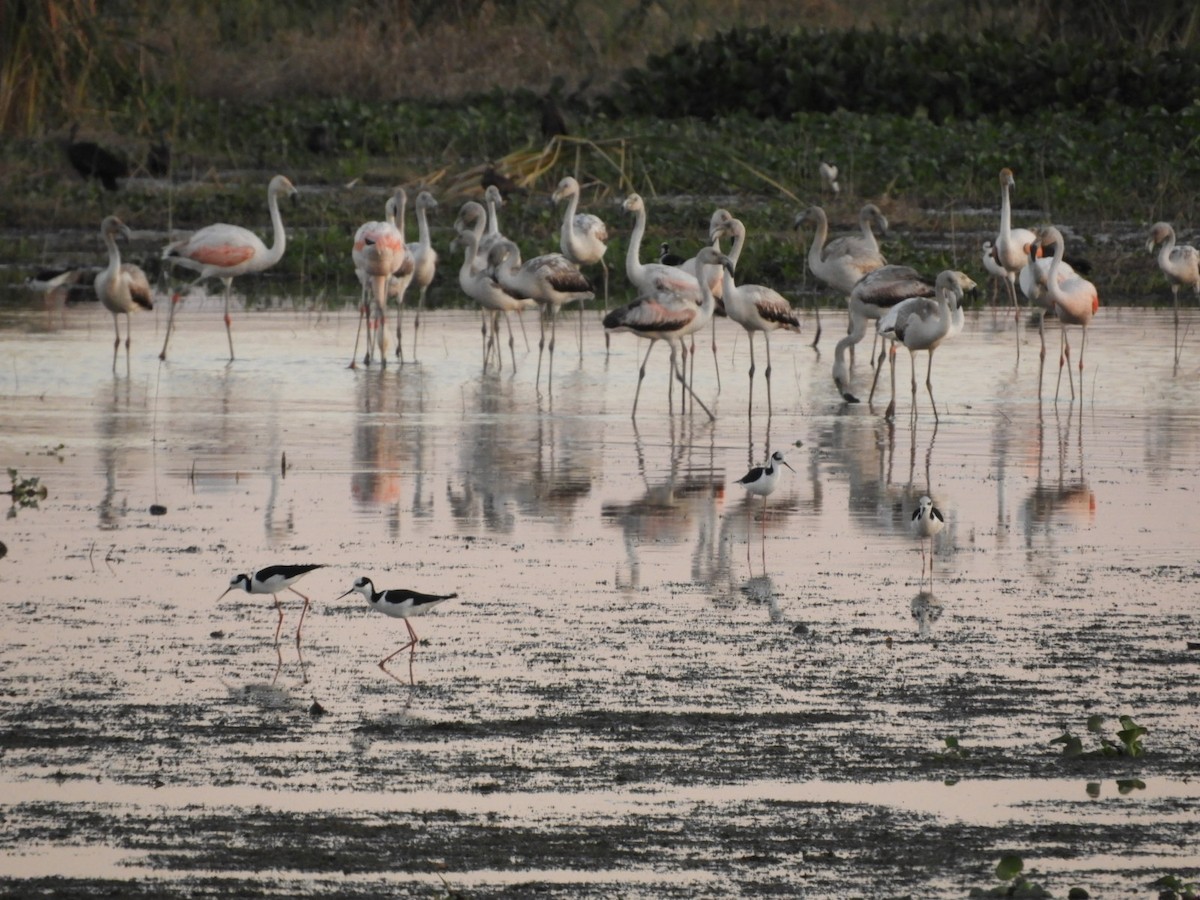 Chilean Flamingo - ML604368331