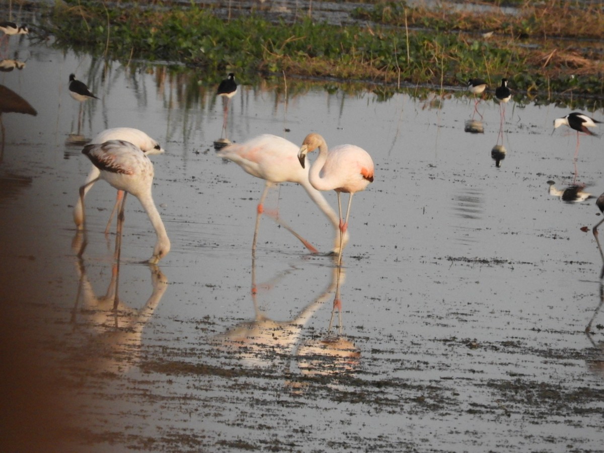 Chilean Flamingo - Silvia Enggist