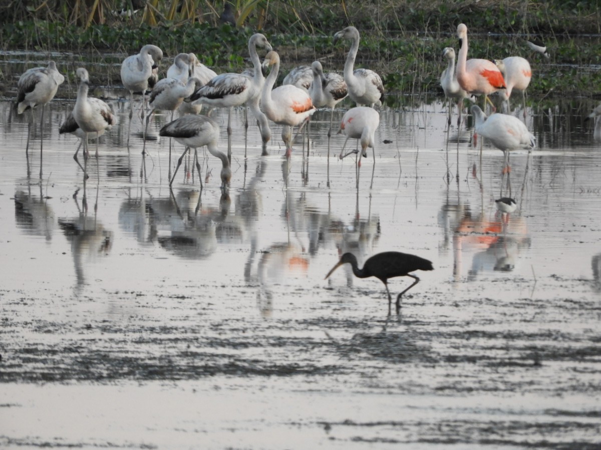 Chilean Flamingo - Silvia Enggist