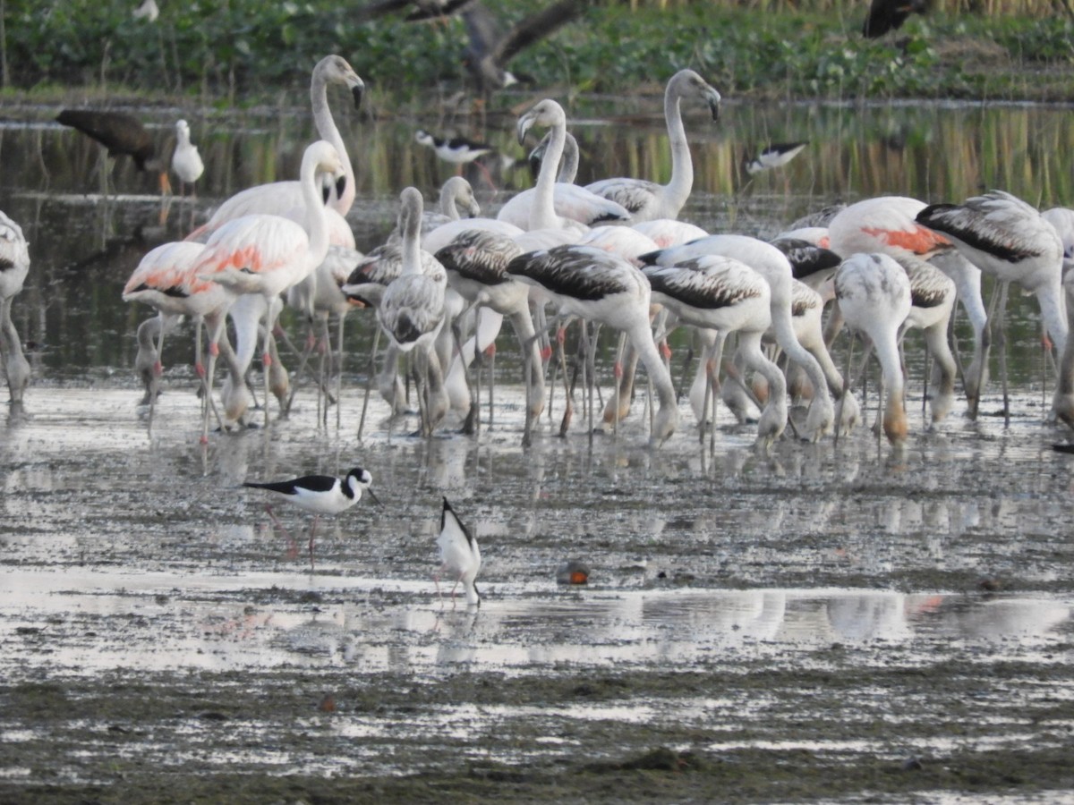 Chilean Flamingo - ML604368491