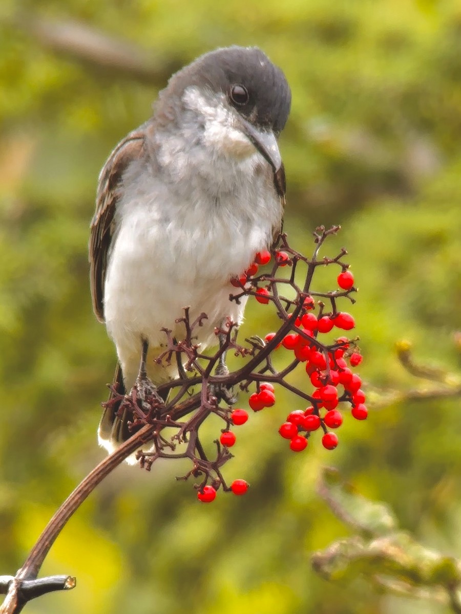 Eastern Kingbird - Detlef Buettner