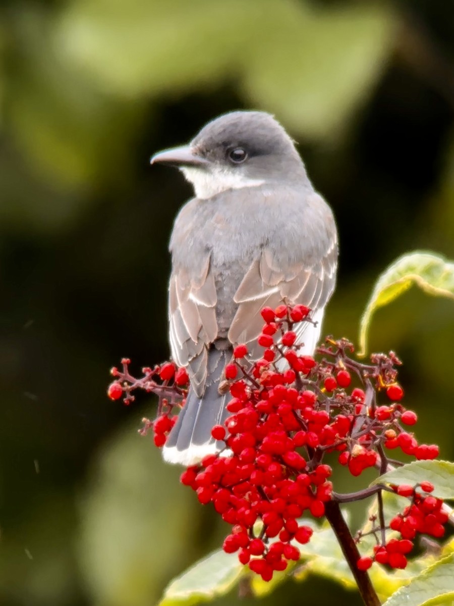 Eastern Kingbird - ML604369641