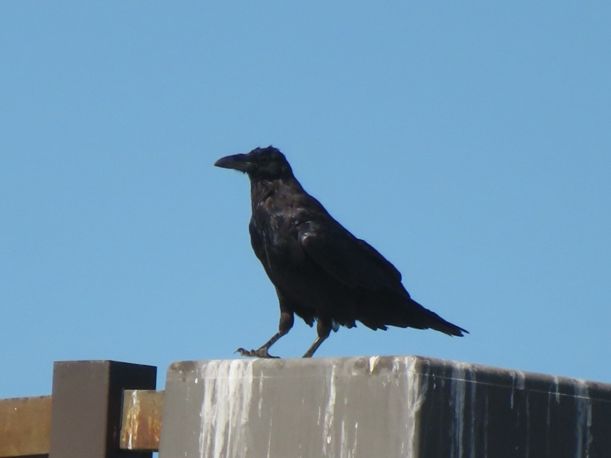 Common Raven - ML604369821