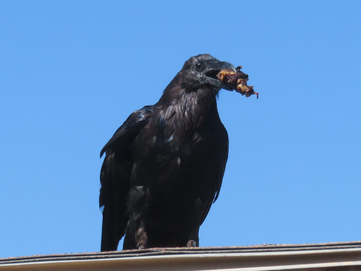 Common Raven - ML604370521