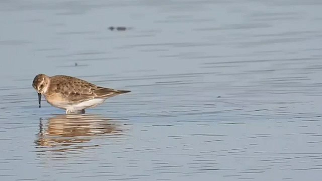 Baird's Sandpiper - ML604371061