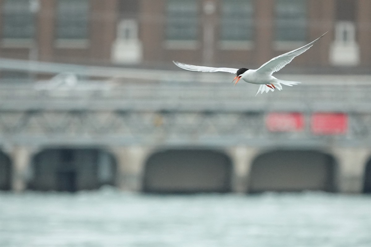 Common Tern - ML604371231