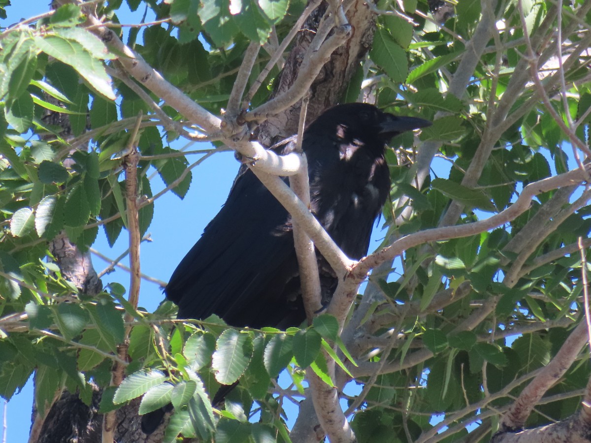 Common Raven - ML604372071