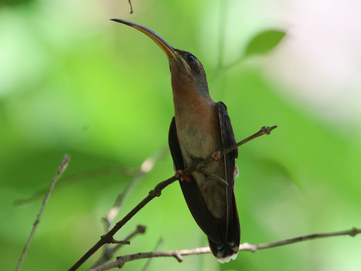 Rufous-breasted Hermit - ML604372891