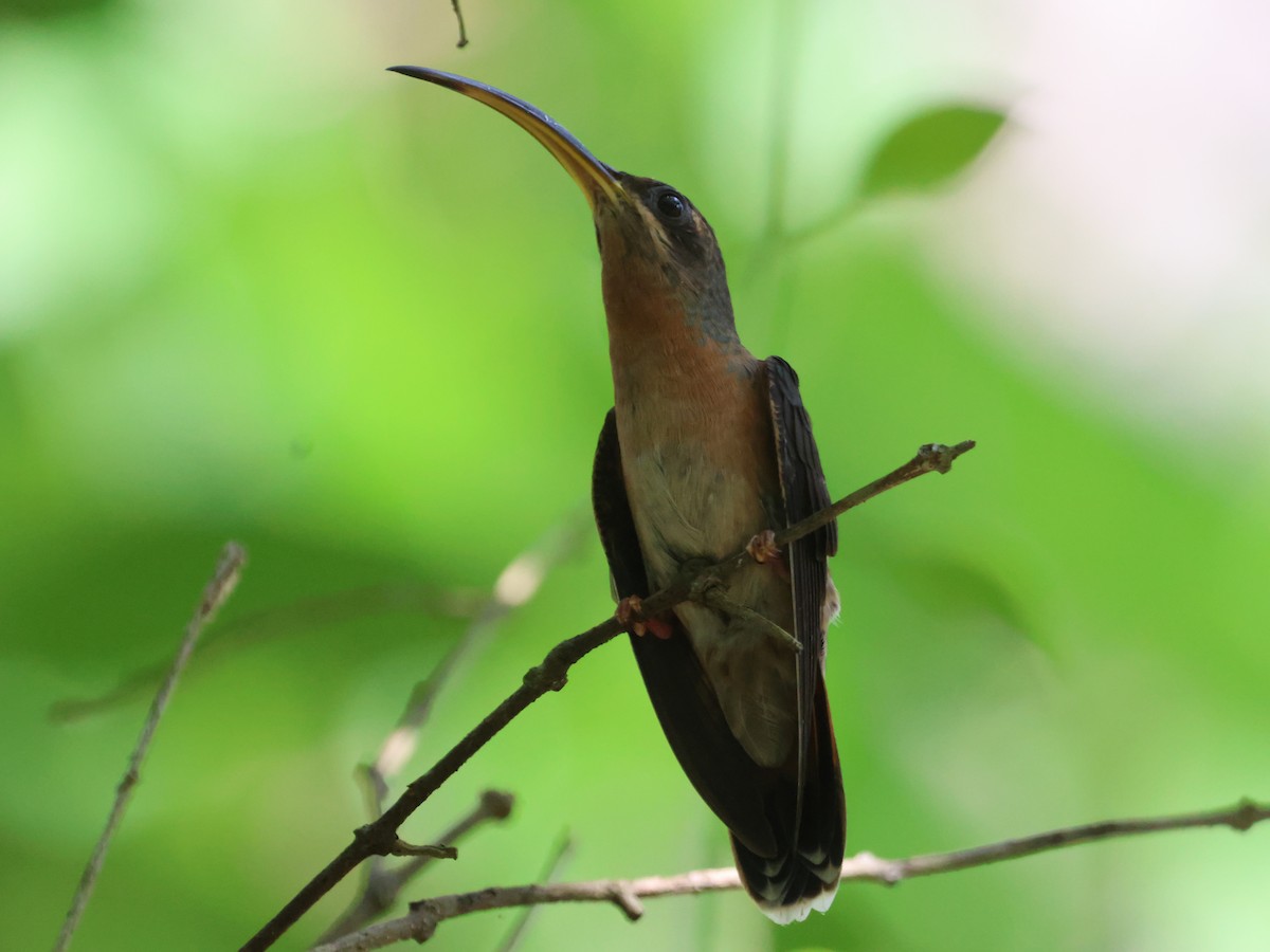 Rotschwanz-Schattenkolibri - ML604372891