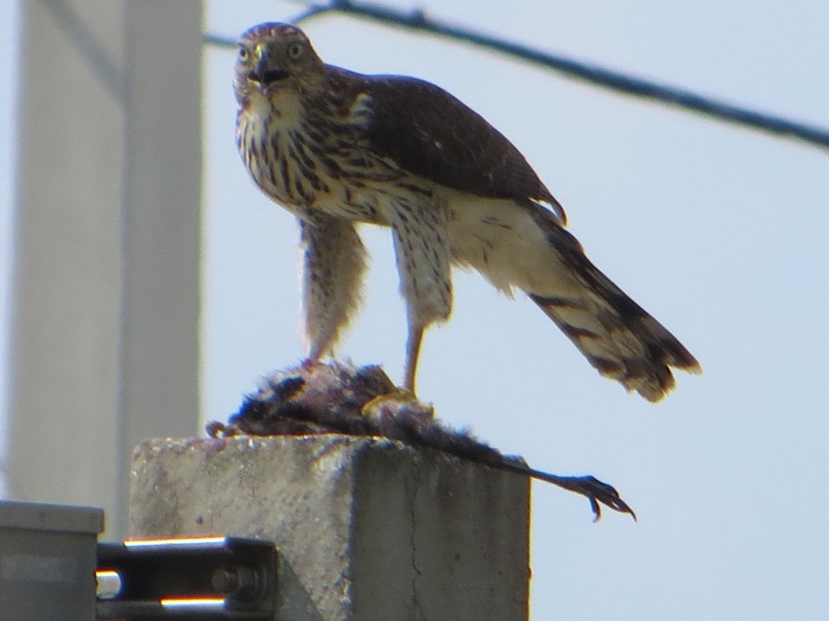 Cooper's Hawk - ML604372931