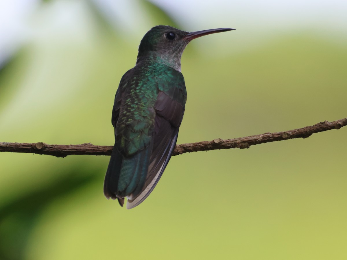 Scaly-breasted Hummingbird - Jorge Alcalá