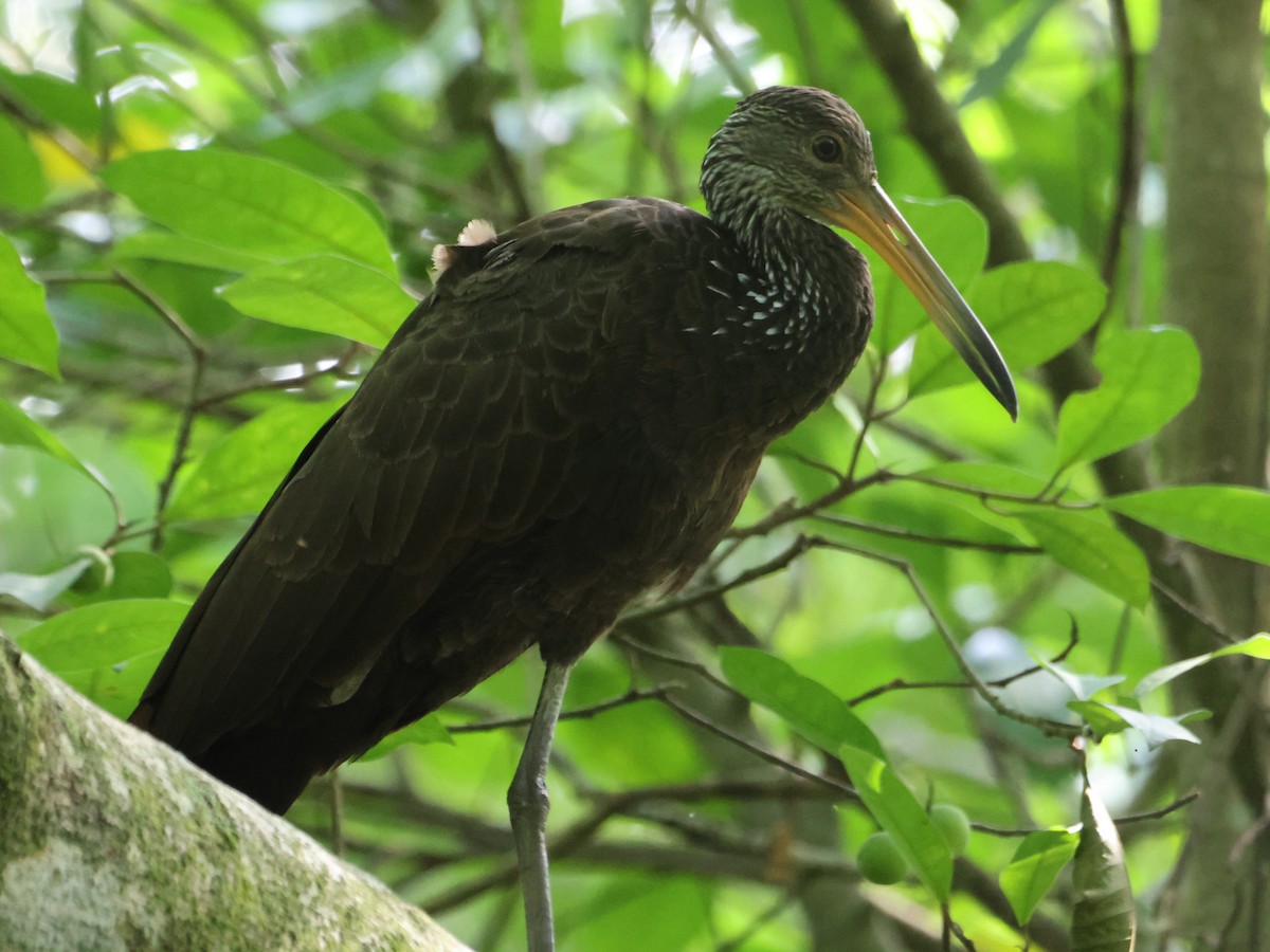 Limpkin - ML604373251