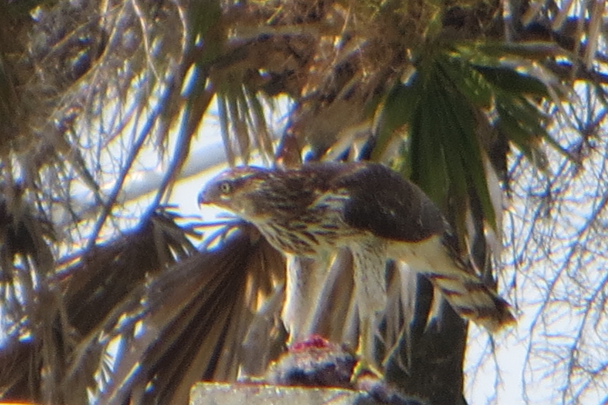 Cooper's Hawk - ML604373451