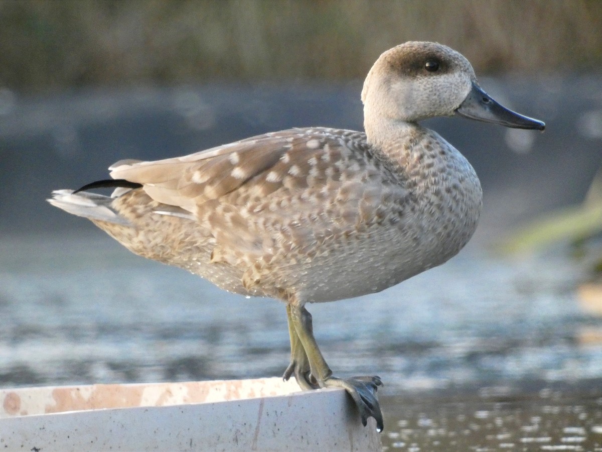 Marbled Duck - ML604373601