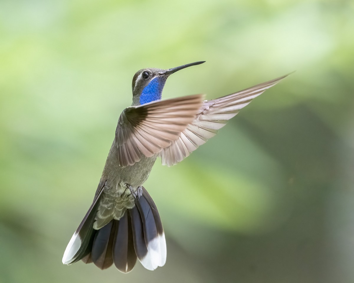 Blue-throated Mountain-gem - Graham Deese