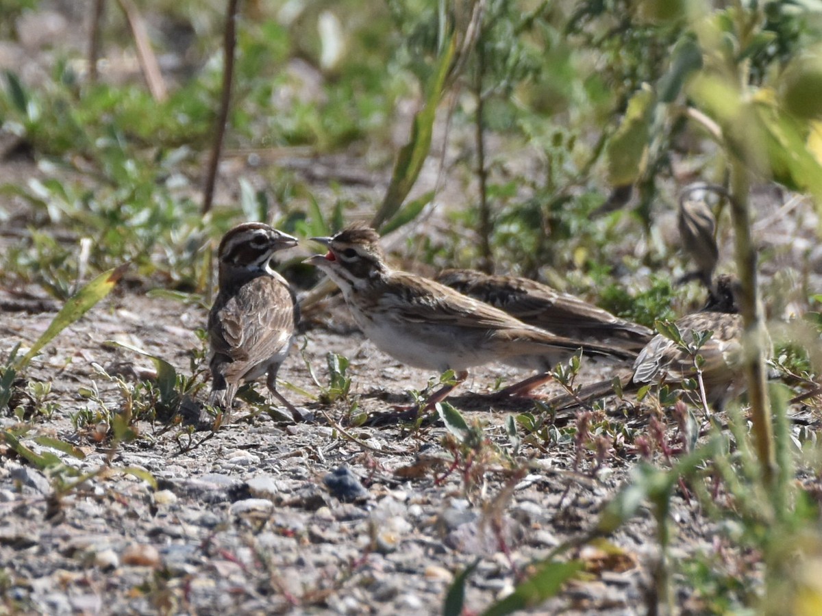 Lark Sparrow - Max Rollfinke