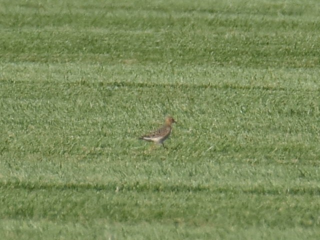 Buff-breasted Sandpiper - ML604377691