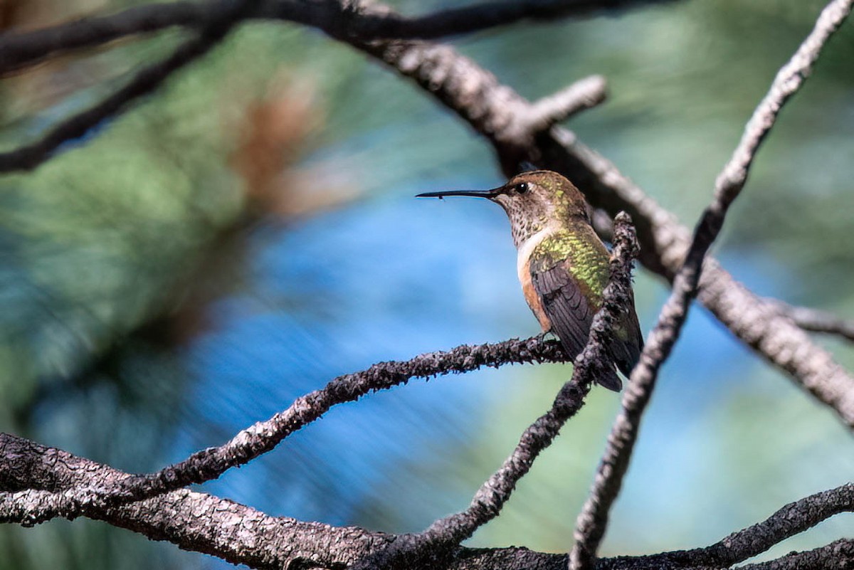 Broad-tailed Hummingbird - Kayann Cassidy