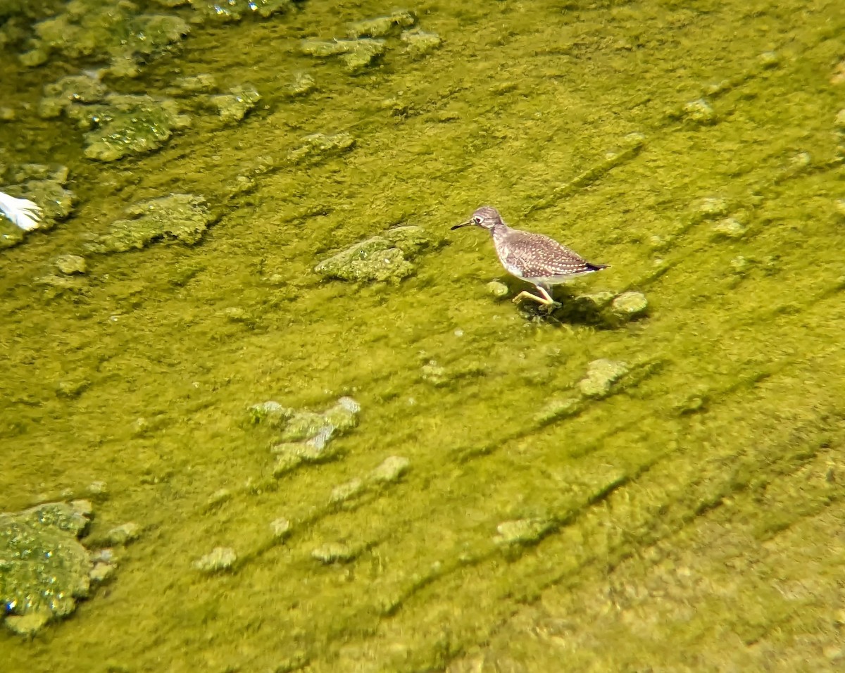 Solitary Sandpiper - ML604378121