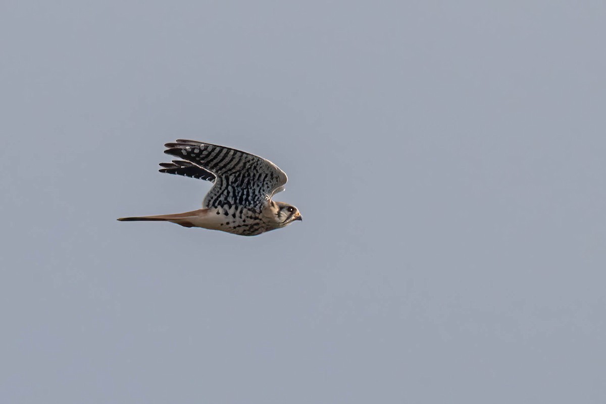 American Kestrel - Kayann Cassidy