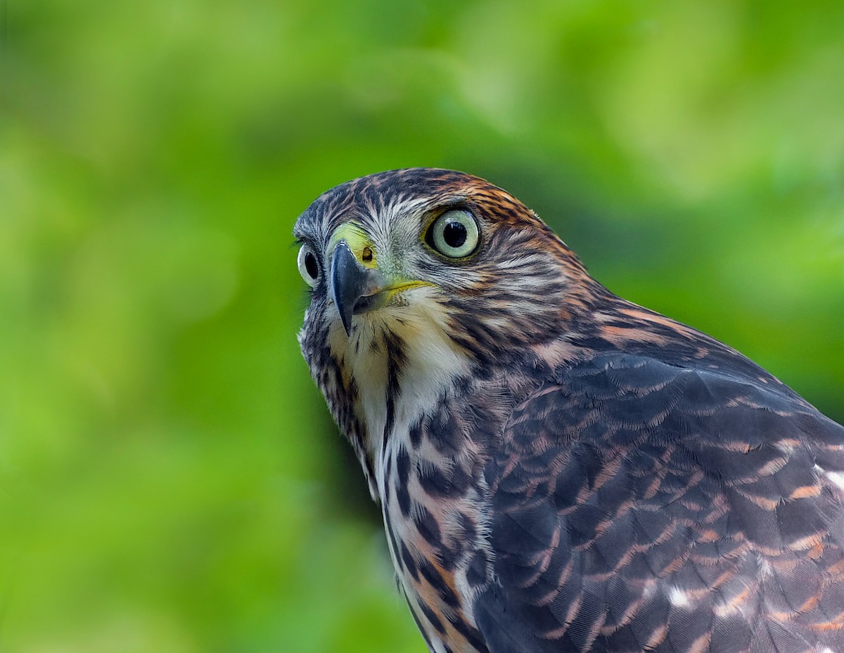 Cooper's Hawk - ML604378721